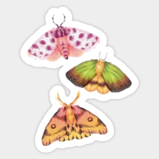 Moth Illustration Cottagecore Sticker